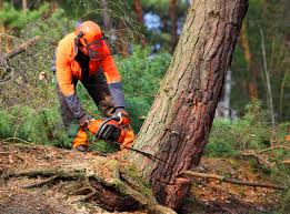 Best Hazardous Tree Removal  in San Bernardino, CA